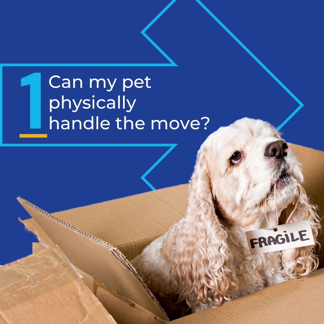Can My pet physically handle my global pet relocation and move?